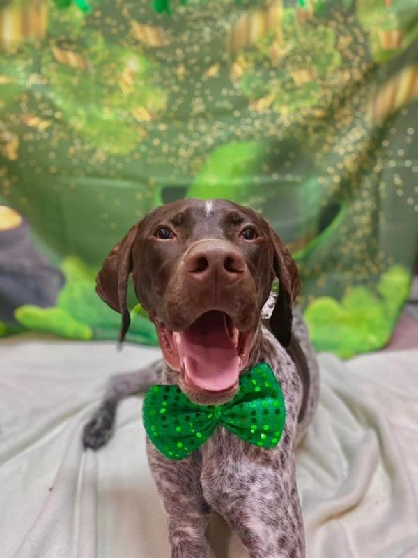 /images/uploads/southeast german shorthaired pointer rescue/segspcalendarcontest2021/entries/21735thumb.jpg